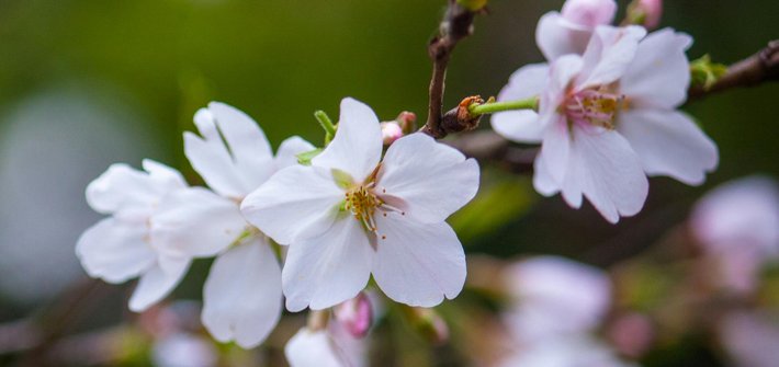 A close-up of cherry blossom flowers on a branch