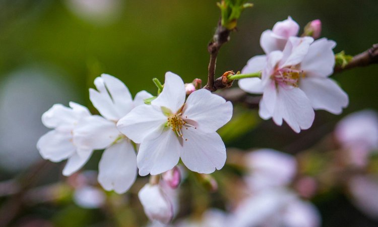 A close-up of cherry blossom flowers on a branch