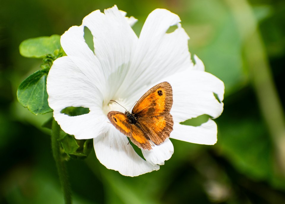 An orange butterfly sitting on a white flower