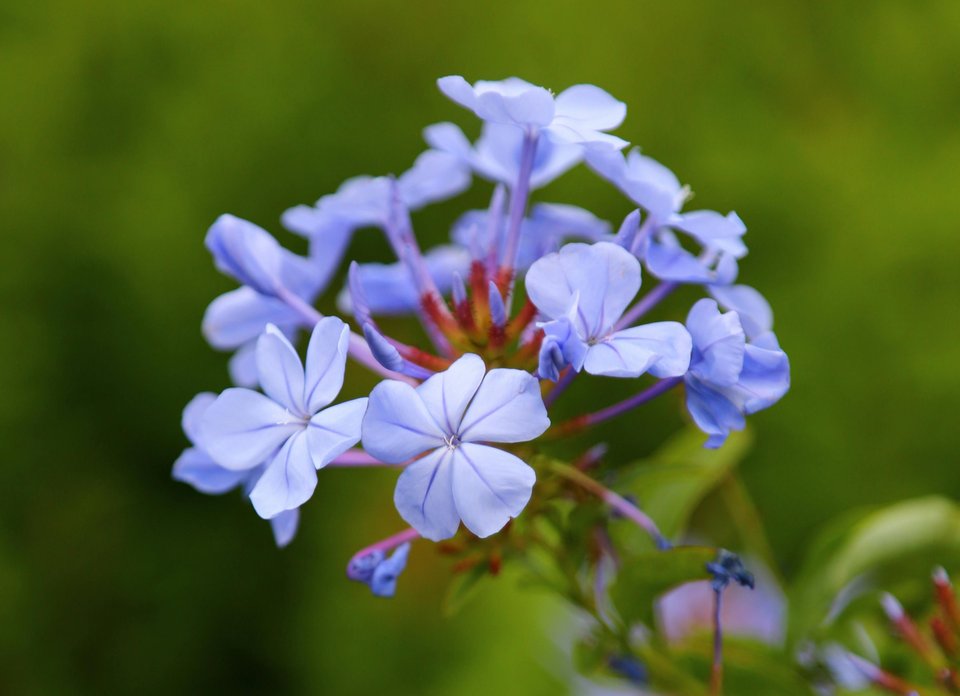 A close-up of a cluster of forget-me-not flowers