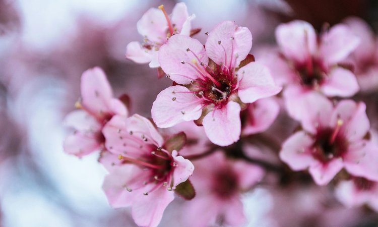 A close-up of cherry blossom flowers on a branch