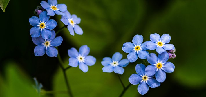 A cluster of small forget-me-not flowers