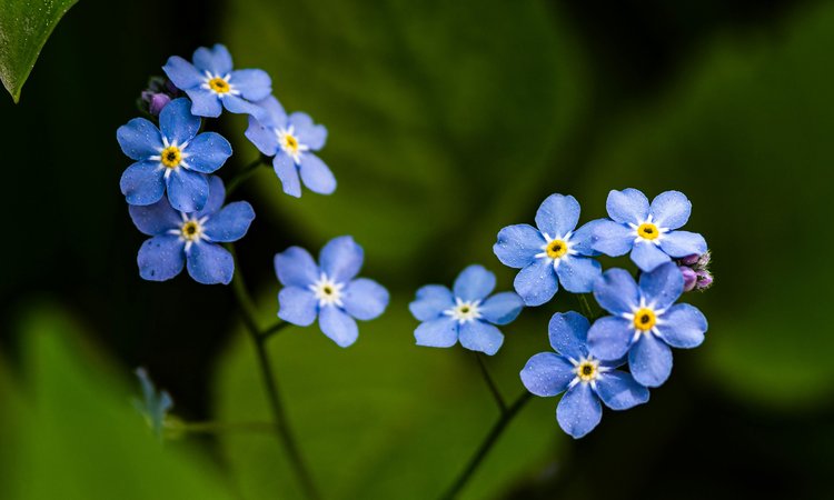 A cluster of small forget-me-not flowers