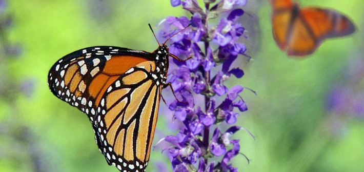 An orange and black butterfly sits on a purple lavender