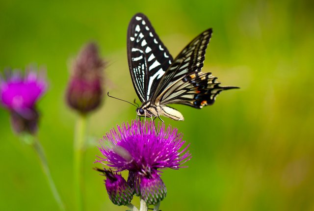 A blue and black butterfly sitting on a purple flower