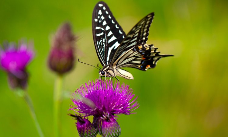 A blue and black butterfly sitting on a purple flower