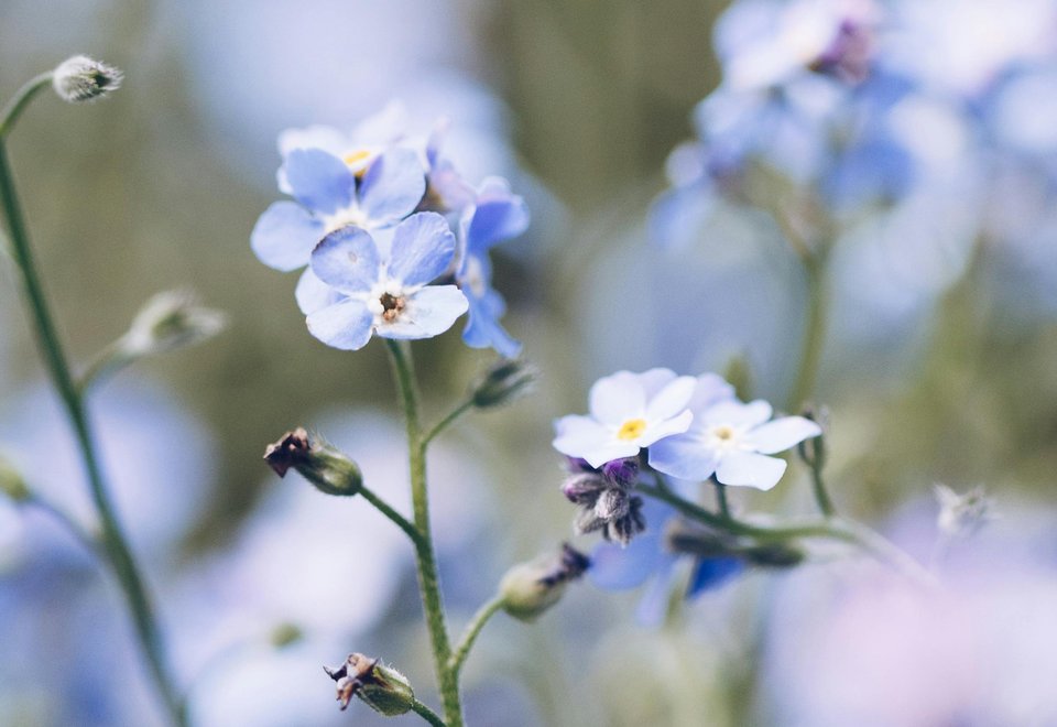 A close-up of forget-me-not flowers