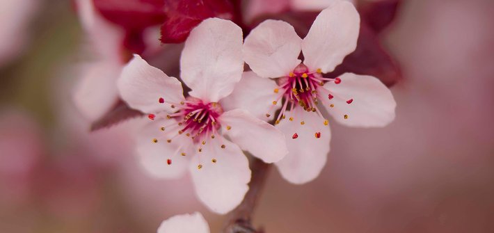 A close-up of cherry blossom flowers on a branch