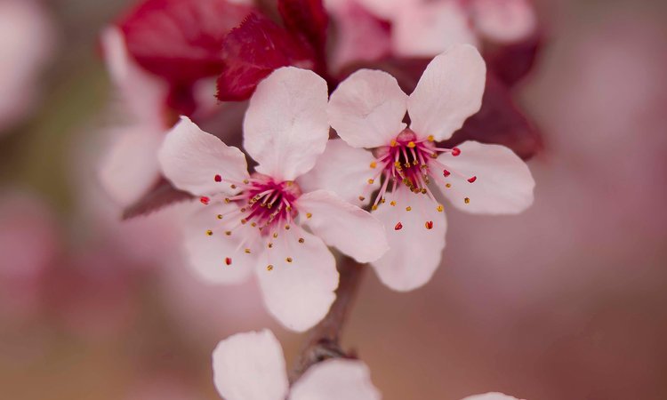 A close-up of cherry blossom flowers on a branch