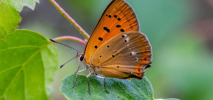 An orange butterfly sitting on a green leaf