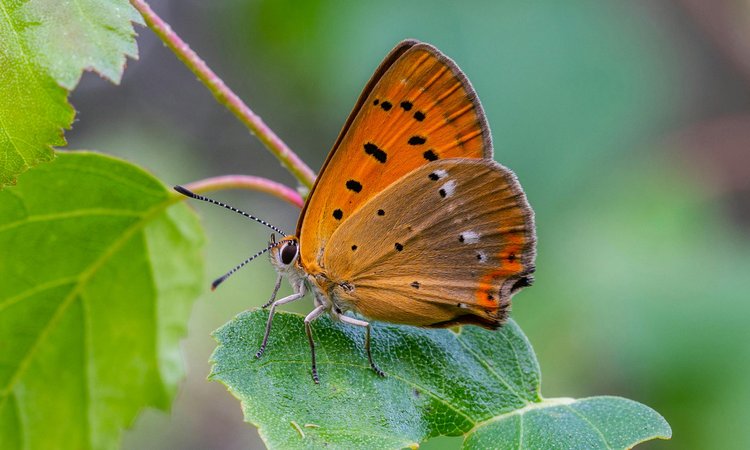 An orange butterfly sitting on a green leaf