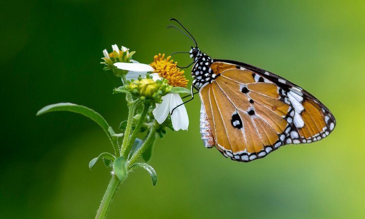An orange and black butterfly sitting on a white and yellow flower