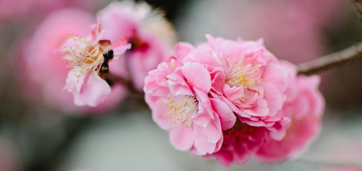 A close-up of cherry blossom flowers on a branch