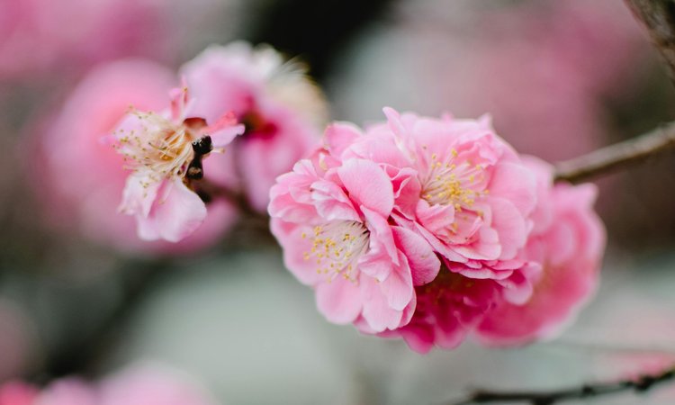 A close-up of cherry blossom flowers on a branch