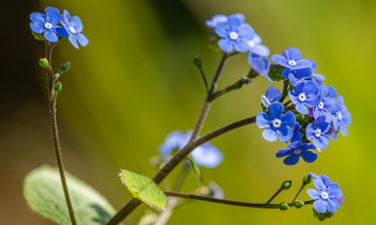 A cluster of forget-me-not flowers on a branch