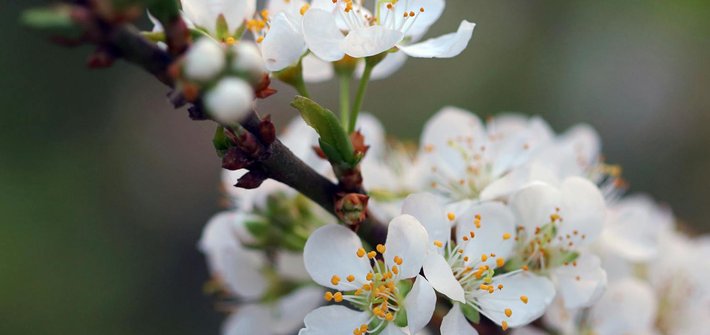 A close-up of cherry blossom flowers on a branch