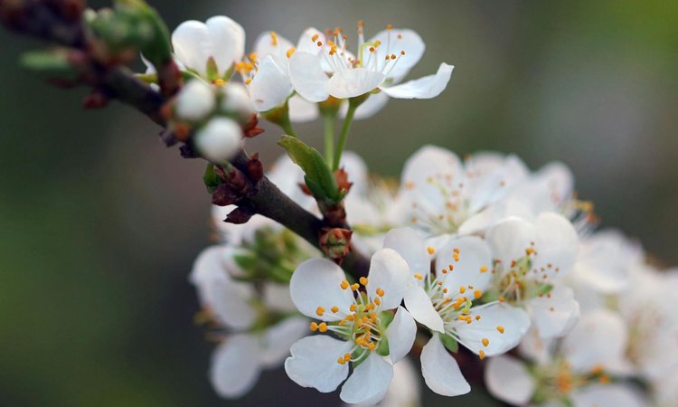 A close-up of cherry blossom flowers on a branch