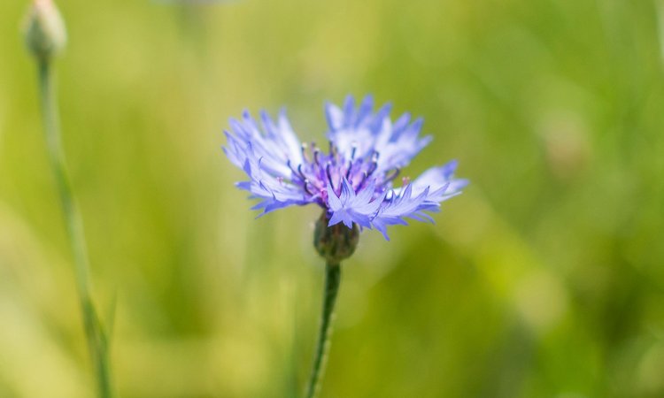 A purple flower against a blurred out green background