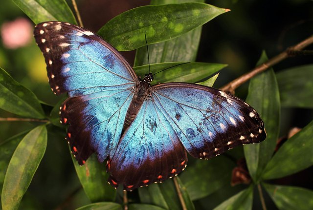 A vivid blue and black butterfly sitting on a green flower