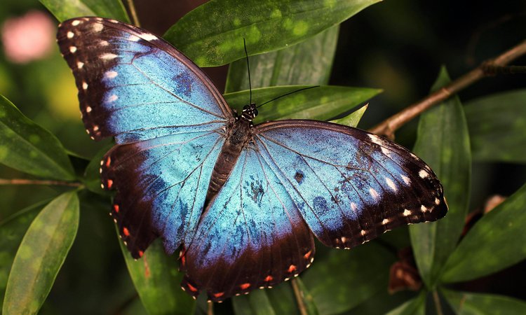 A vivid blue and black butterfly sitting on a green flower