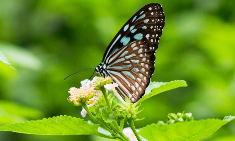 A blue and black butterfly sitting on a green plant