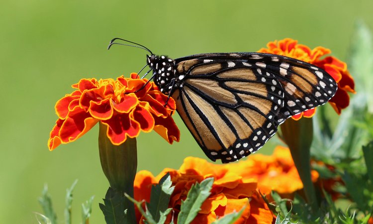 A brown and black butterfly sitting on an orange flower