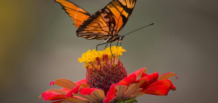 An orange and black butterfly sitting on a red and yellow flower