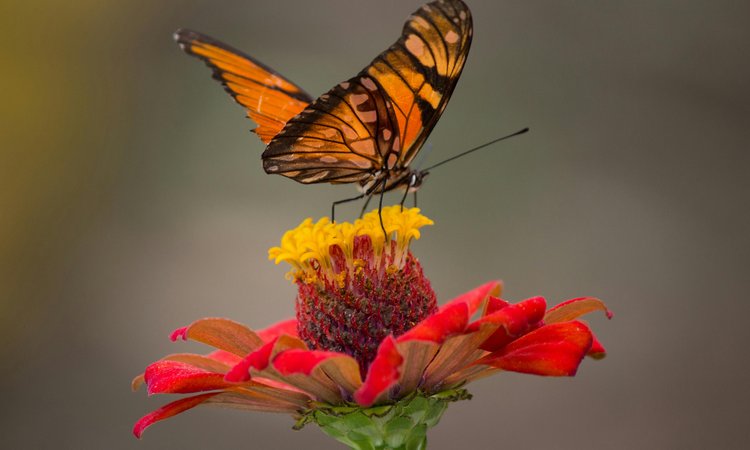 An orange and black butterfly sitting on a red and yellow flower