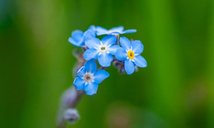 A cluster of forget-me-not flowers