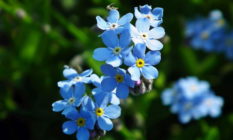 A cluster of forget-me-not flowers