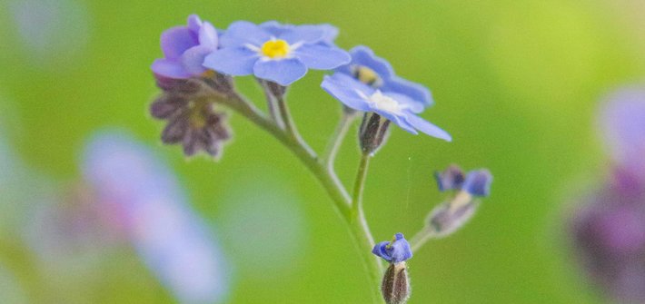 A small cluster of forget-me-not flowers