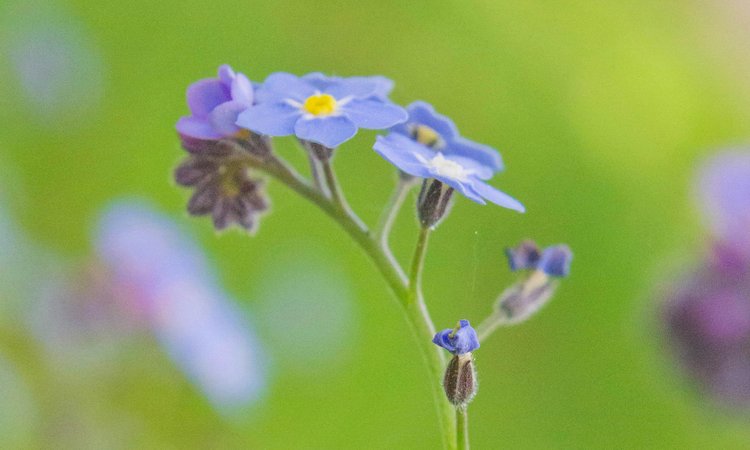 A small cluster of forget-me-not flowers