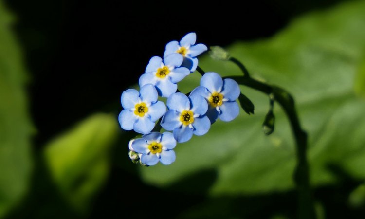 A cluster of forget-me-not flowers