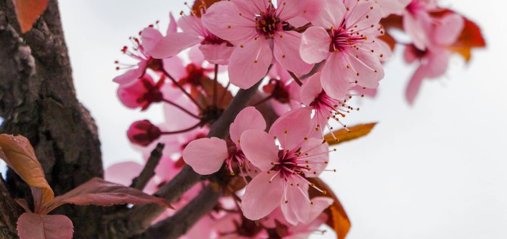 A close-up of cherry blossom flowers on a branch