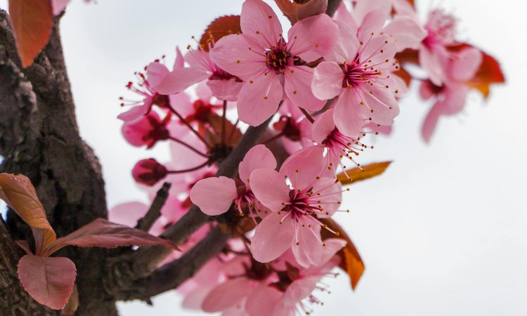A close-up of cherry blossom flowers on a branch