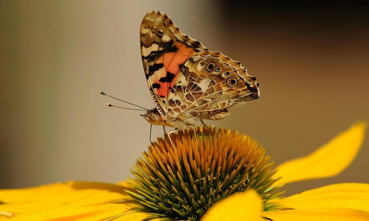 An orange and grown butterfly sitting on a yellow flower