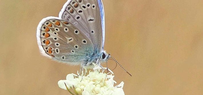 A beige butterfly sitting on a white flower