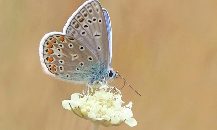 A beige butterfly sitting on a white flower