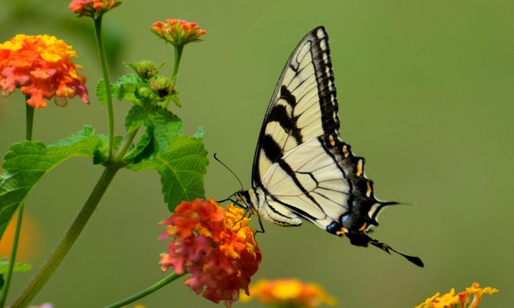 A light yellow and black butterfly sitting on an orange flower