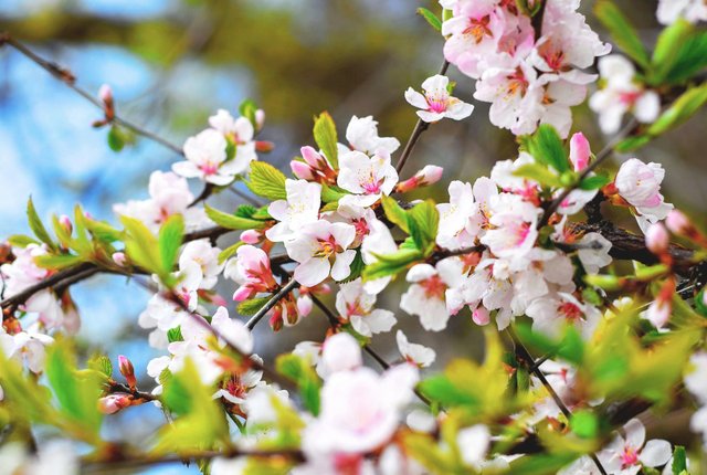 A close-up of cherry blossom flowers on a branch