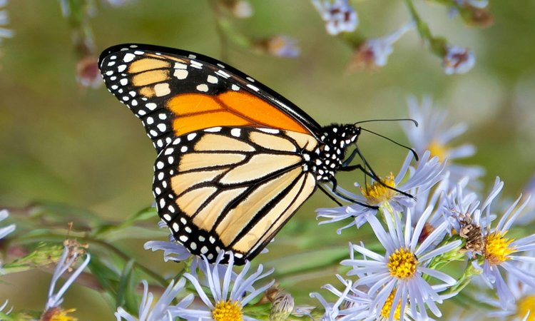 A yellow and black butterfly sitting on a purple flower