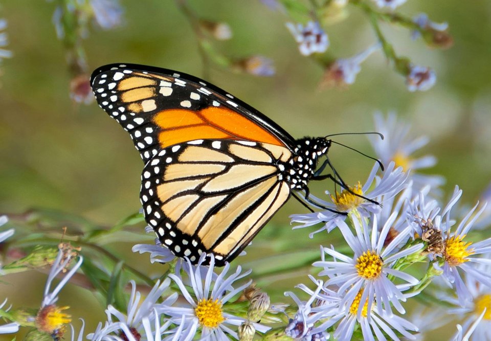 A yellow and black butterfly sitting on a purple flower