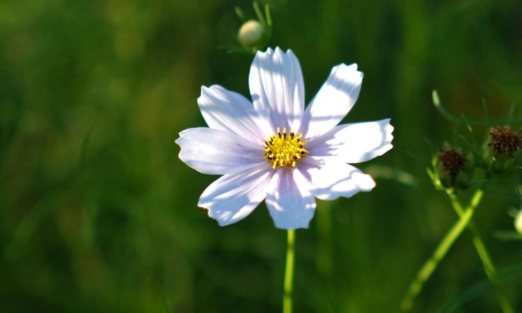 A single forget-me-not flower