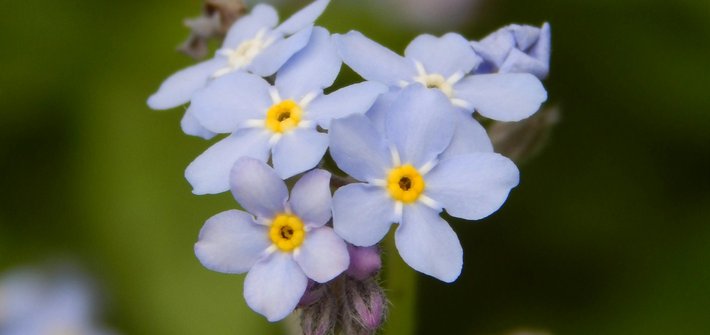 A cluster of forget-me-not flowers