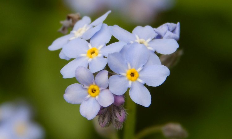 A cluster of forget-me-not flowers