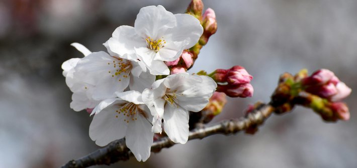 A close-up of cherry blossom flowers on a branch