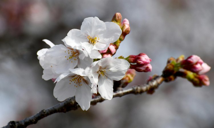 A close-up of cherry blossom flowers on a branch