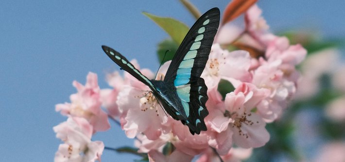A blue and black butterfly sitting on cherry blossom flowers