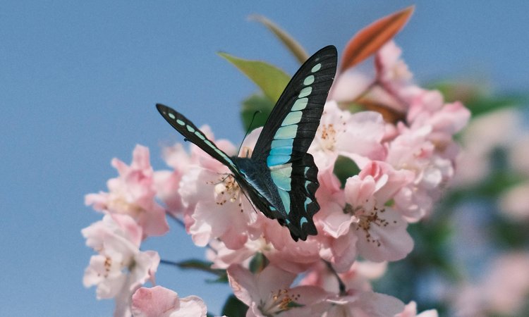 A blue and black butterfly sitting on cherry blossom flowers