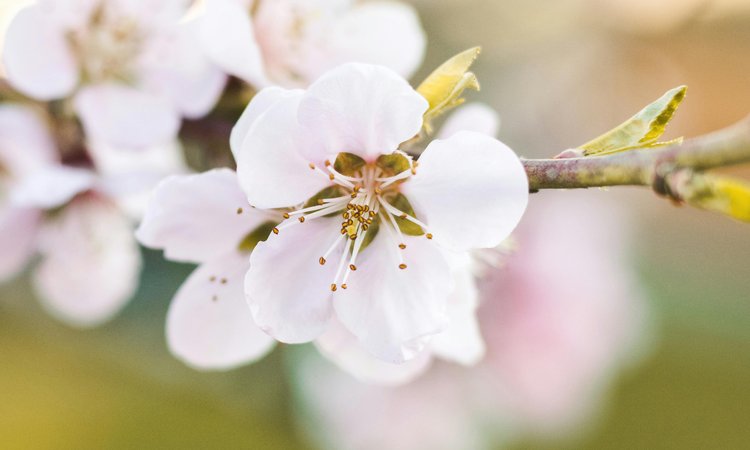 A close-up of cherry blossom flowers on a branch